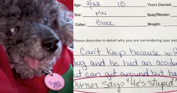 owner-surrenders-dog-stupid owner surrenders dog stupid