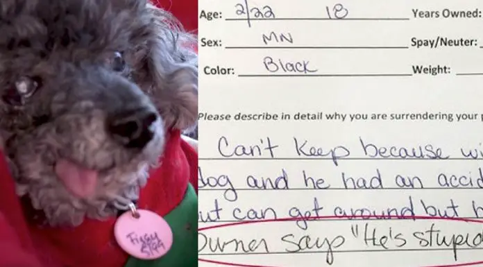 owner surrenders dog stupid