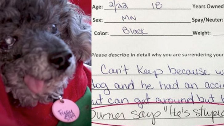 owner surrenders dog stupid