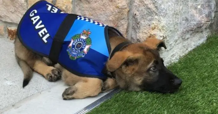 police-dog-fired-for-being-too-friendly police dog fired for being too friendly