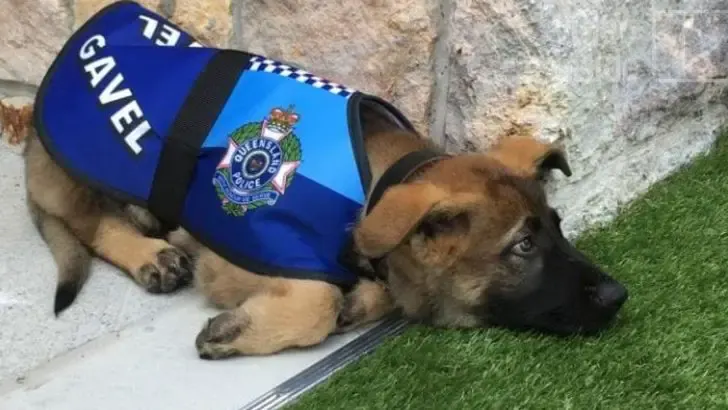 police dog fired for being too friendly