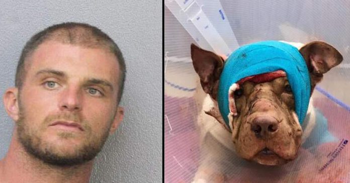 voodoo-priest-stabs-dog voodoo priest stabs dog