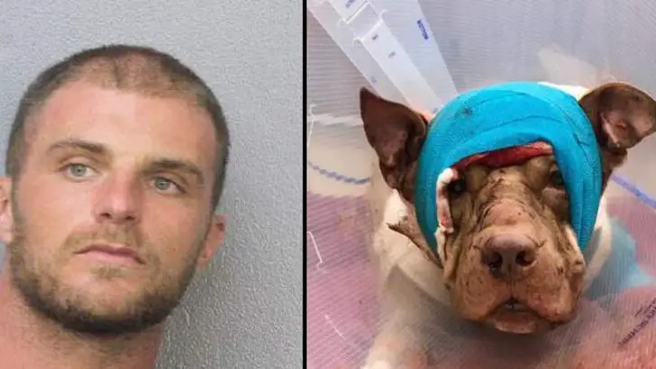 voodoo priest stabs dog