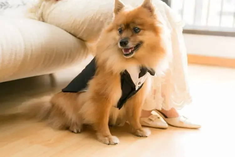 Bridesmaid Dresses And Tuxedos For Dogs