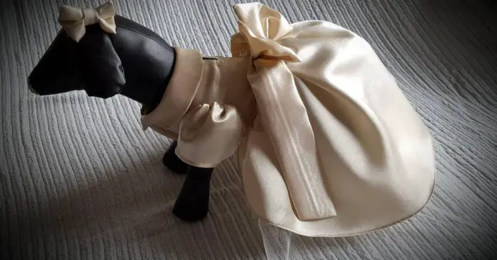 Bridesmaid-Dresses-And-Tuxedos-For-Dogs Bridesmaid Dresses And Tuxedos For Dogs