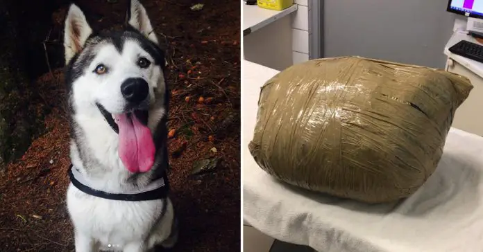 dead-dog-wrapped-in-tape dead dog wrapped in tape