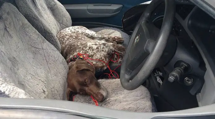 dog dies locked unventilated car