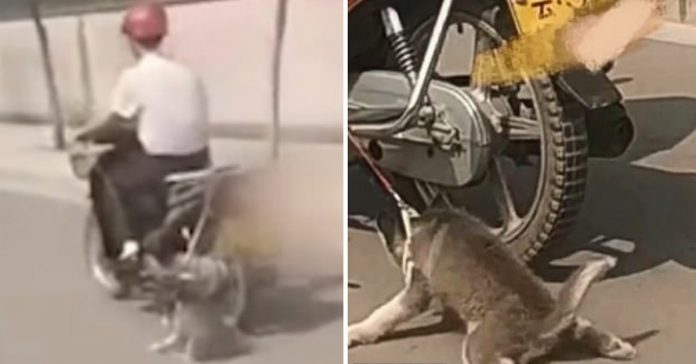 man-drags-husky-bike man drags husky bike