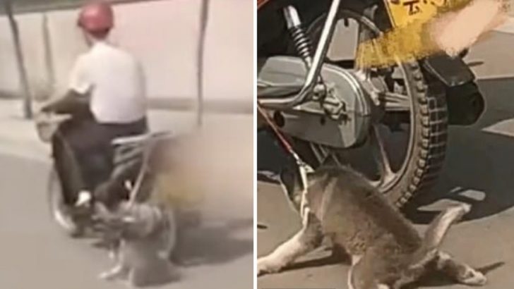 man drags husky bike