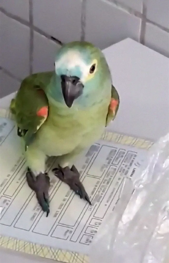 parrot