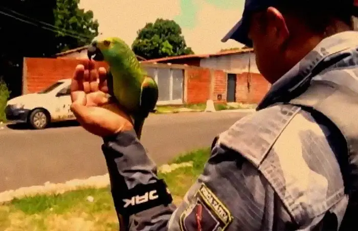 parrot