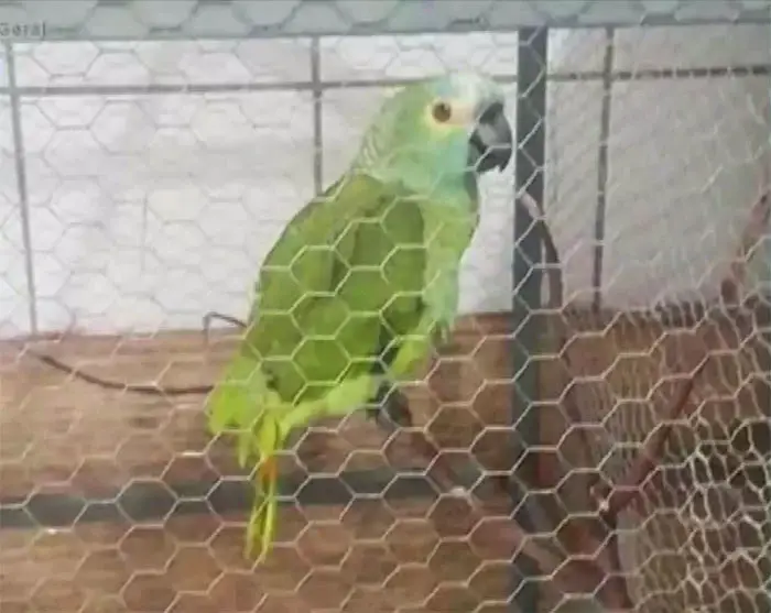 parrot