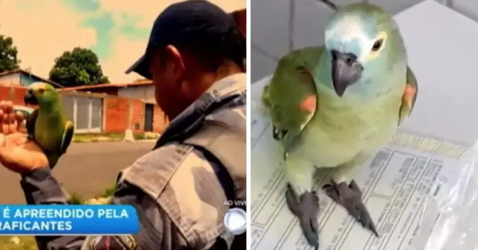 parrot jail drug raid