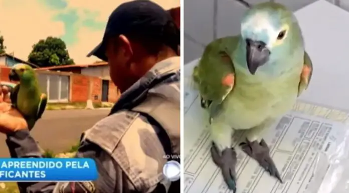 parrot jail drug raid