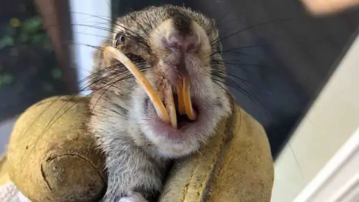 squirrel curly overgrown teeth