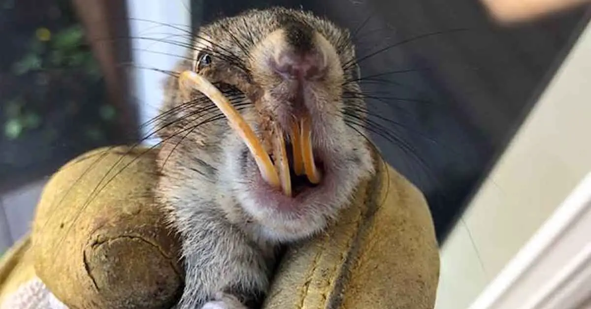 squirrel teeth squirrel teeth