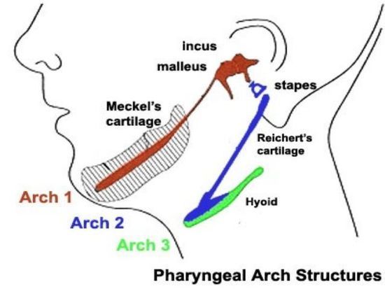 hole above your ear