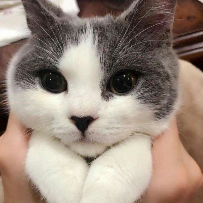 25 Photos That Prove Cats Are Literally The Cutest Things On Earth