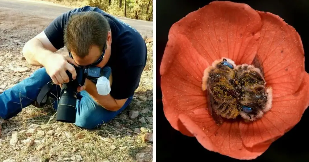 These Bees Sleep In Flowers And It Is As Precious As You Think