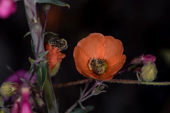 bees sleep in flowers