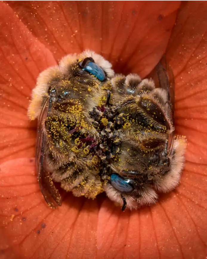 bees sleep in flowers