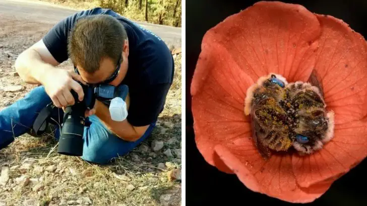 bees sleep in flowers