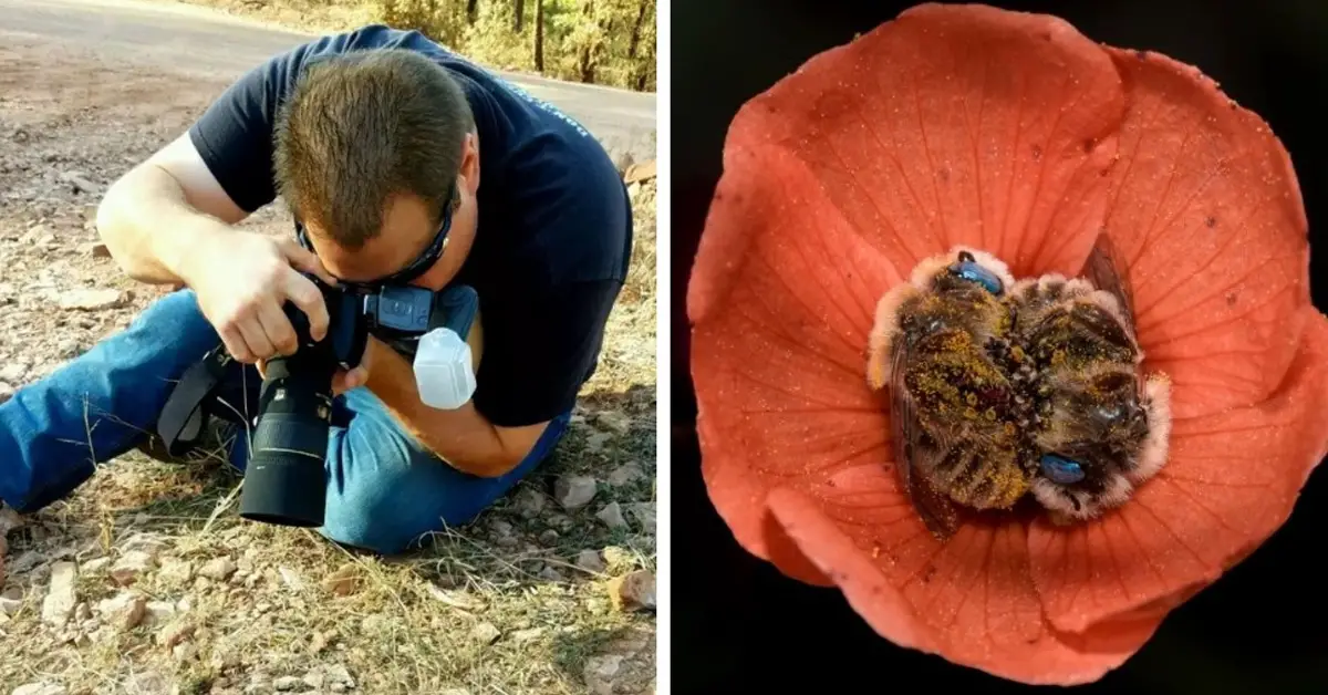 These Bees Sleep In Flowers And It Is As Precious As You Think