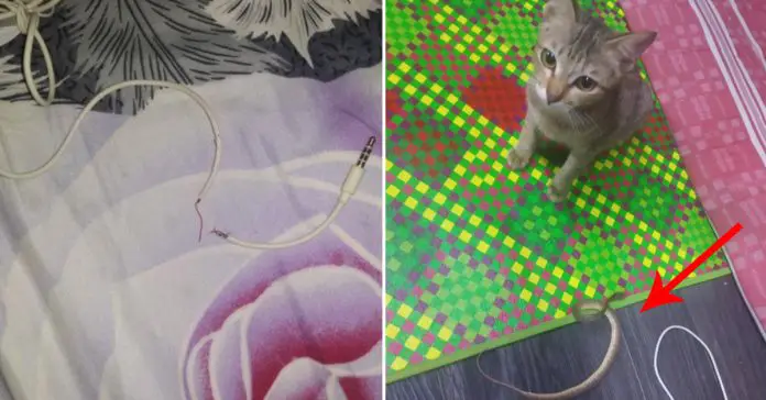 cat-replace-earpiece-with-snake cat replace earpiece with snake