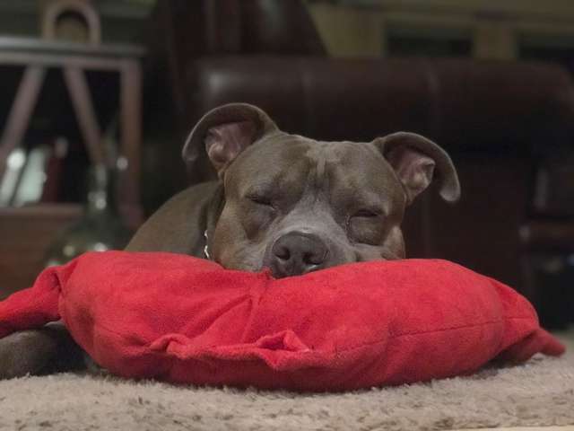 dog accidentally rip favorite pillow