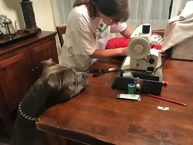 dog accidentally rip favorite pillow