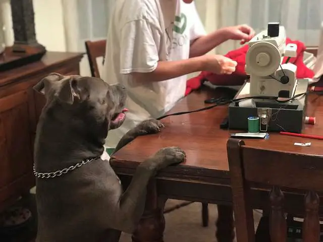 dog accidentally rip favorite pillow