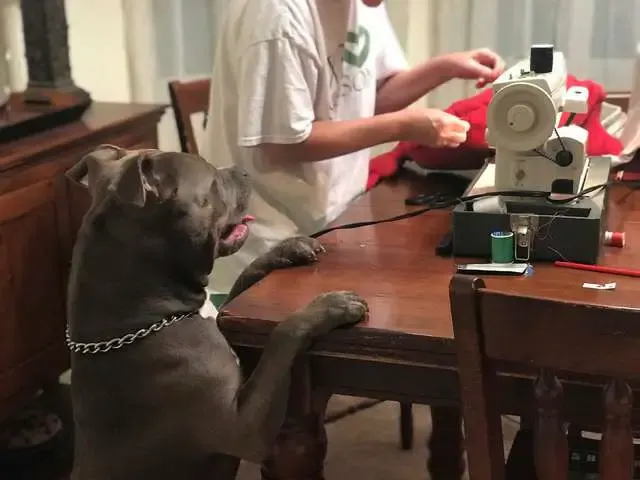 dog accidentally rip favorite pillow