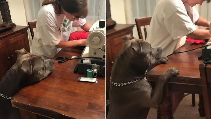 dog accidentally rip favorite pillow