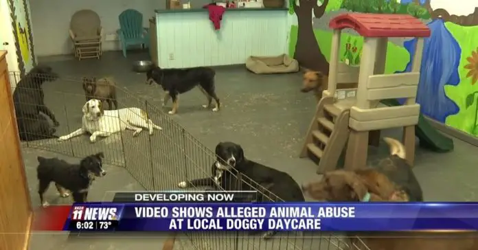 dog-daycare-owner-beating-dog dog daycare owner beating dog