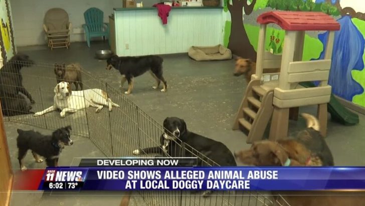 dog daycare owner beating dog