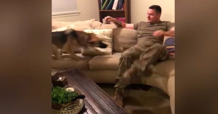 dog-reunion-day-with-soldier dog reunion day with soldier