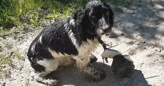 dog with metal makeshift anchor