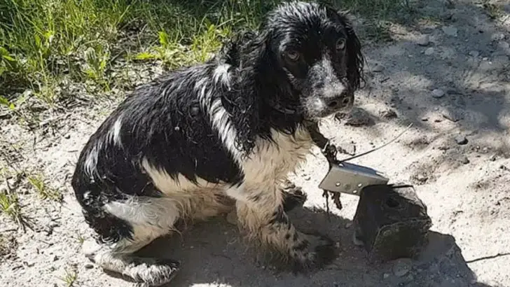 dog with metal makeshift anchor