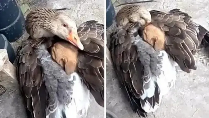goose dog