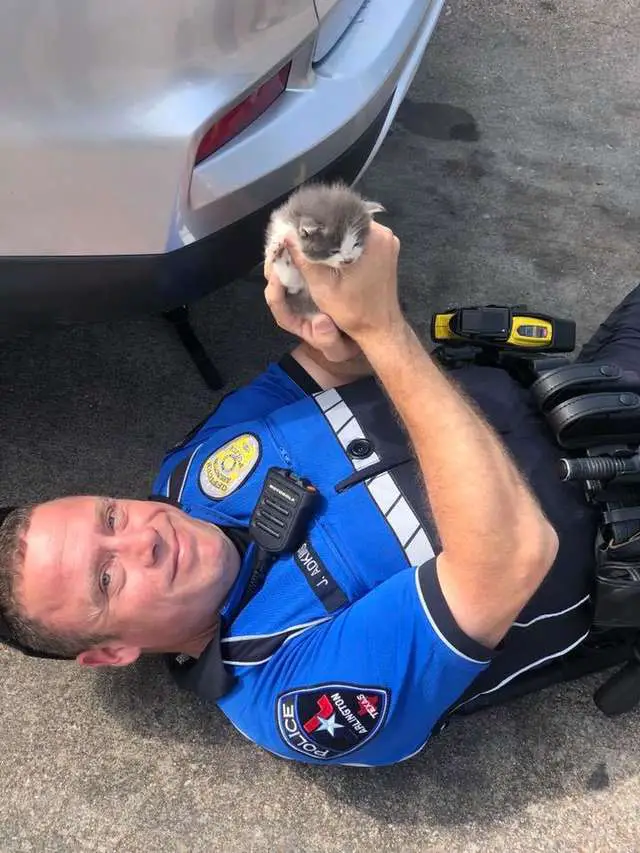 kittens cuddling police officer