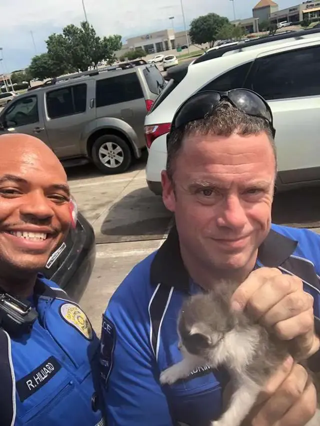 kittens cuddling police officer