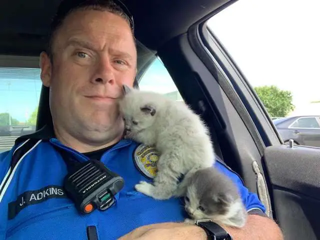kittens cuddling police officer