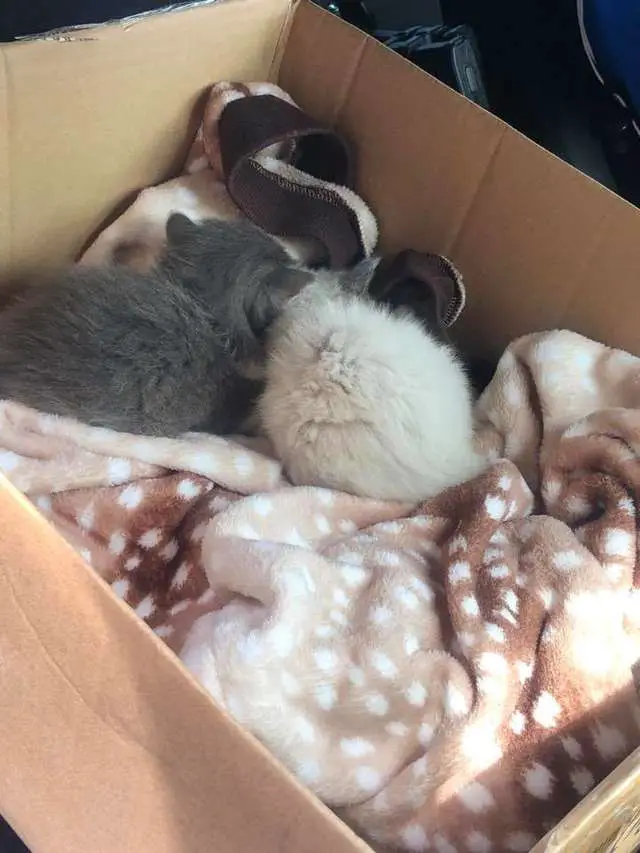 kittens cuddling police officer