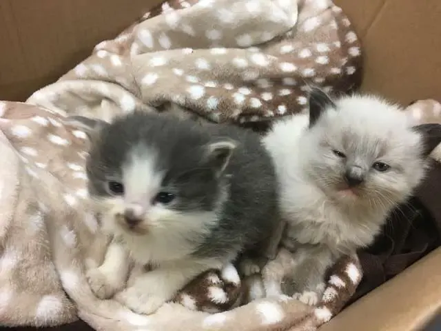 kittens cuddling police officer