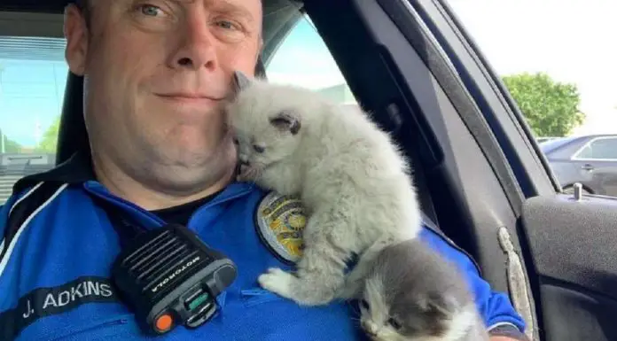 kittens cuddling police officer