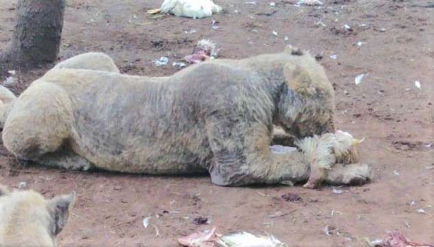 lions no fur