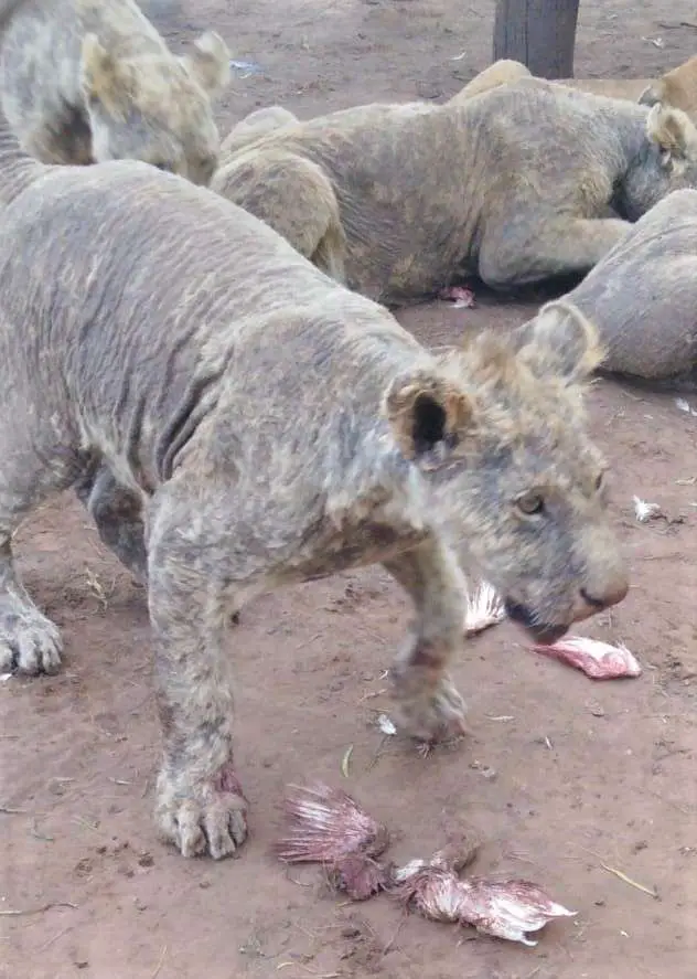 lions no fur