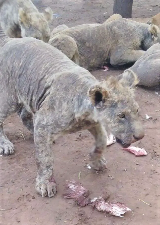 lions no fur