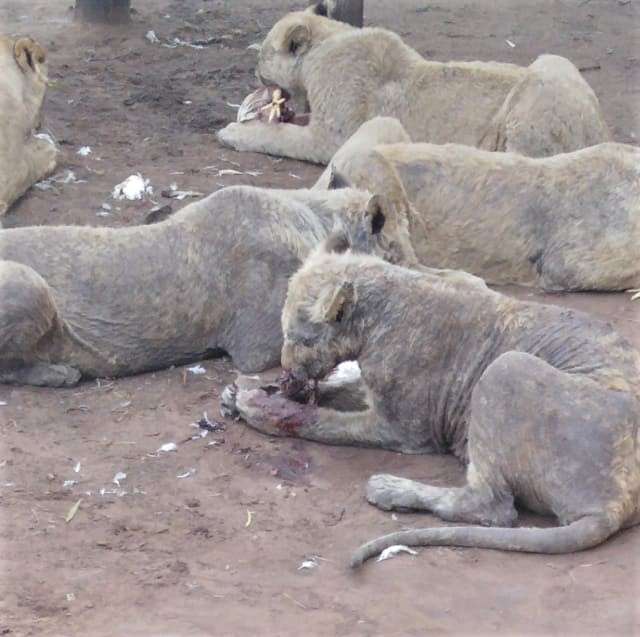 lions no fur