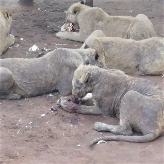lions no fur